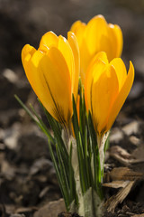 Naklejka premium Orange flowers of crocus in nature.