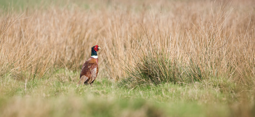 Common Pheasant, Pheasant, Birds