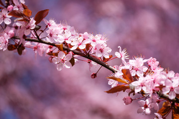 Pink spring blossoms
