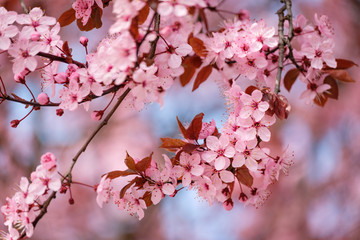 Pink spring blossoms