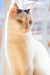 Katze 