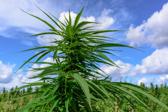 Growth green cannabis