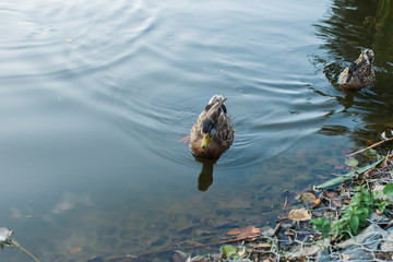 Brown duck on the water