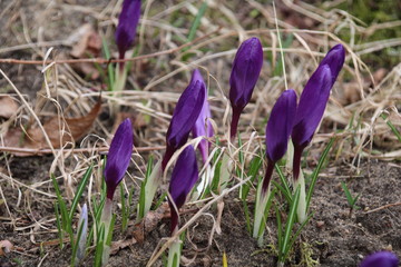 purple crocus flowers in spring