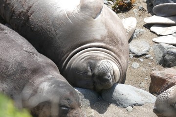 Schlafendes See-Elefanten Weibchen