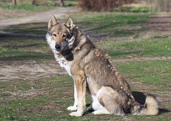 Portrait of West Siberian Laika on natural background