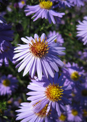 Obraz premium Beautiful bushy aster flower in a natural garden environment
