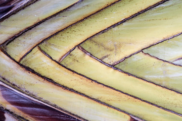 Green leaf taxture and background