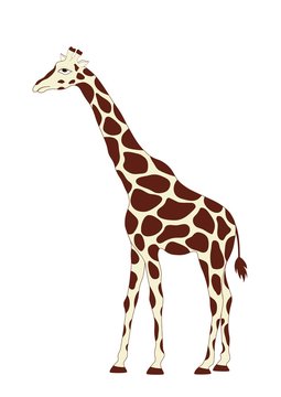 Cute giraffe on white background