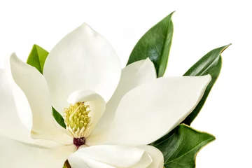 Gordijnen Magnolia bloem op witte achtergrond © robynmac