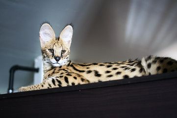 Male serval cat (leptailurus serval) sitting on top of cupboard: 5 month old male pet serval...