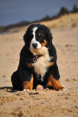 Berner Sennenhun puppy