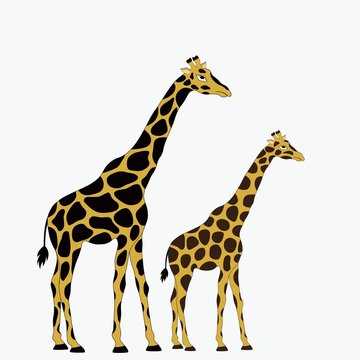 Two giraffes on white background