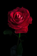 Beautiful red rose on a black background. Selective focus