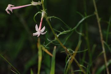 Pink Fairy Trumpet Wildflower