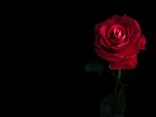 Beautiful red rose on a black background. Selective focus and spase for text.