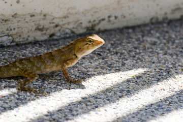 chameleon