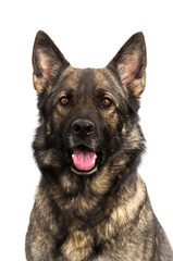 schäfer  i studio mot vit bakgrund