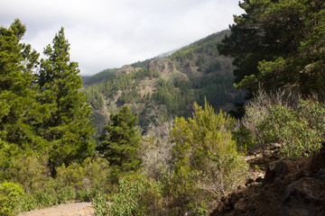 Beautiful panorama of pine forest with sunny summer day. Coniferous trees. Sustainable ecosystem. Tenerife, Teide volcano, Canary islands, Spain