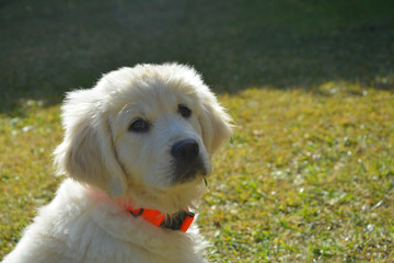 Golden cachorro precioso y guapisimo