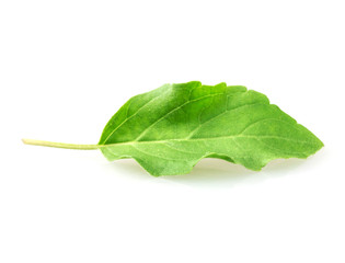 Close up single hot basil leaf on white background