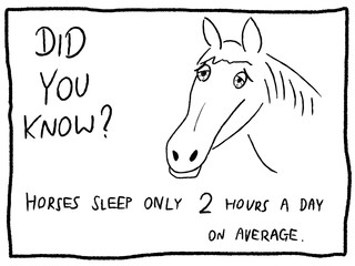 Sleepy horse - trivia random fact