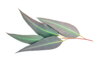close up Eucalyptus leaves on white background