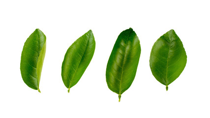 Lemon leaf over white background