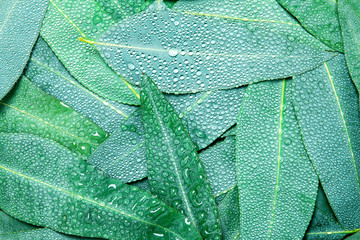 Nature Eucalyptus leaves with water rain drop background