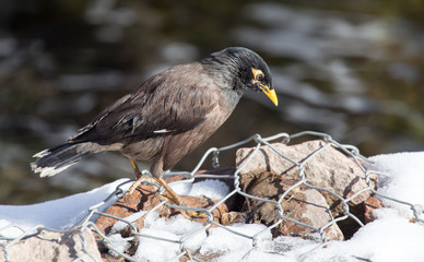 Starling on the ground in winter