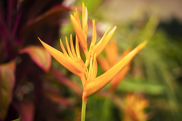Fototapeta na wymiar Bird of paradise plant during the day in the garden. Close up.