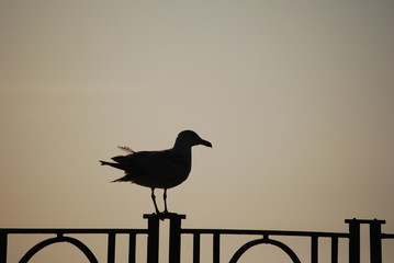 Mewa siodlata (larus marinus).