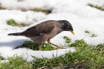 Starling on the ground in winter