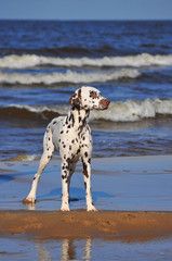 Dalmatian on a beach