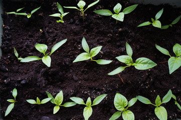 The first vsohdy horticulturist