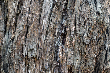 Tree bark, texture, tree