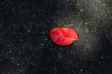 red Leaves on the floor