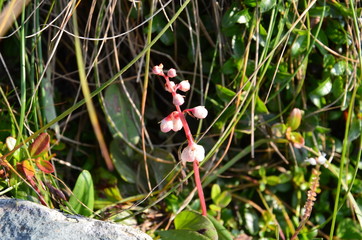Flower Bergenia crassifolia