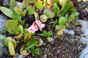 Flower Bergenia crassifolia