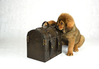 Mastiff Tybetański © DesignArt.pl