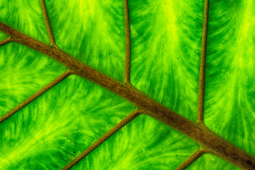green texture