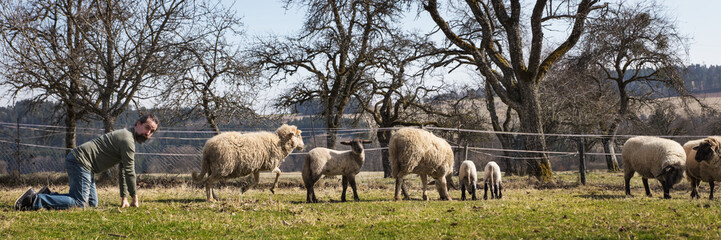 Naklejka na ściany i meble lustiger Mann kniet hinter einer Herde Schafe, Panorama