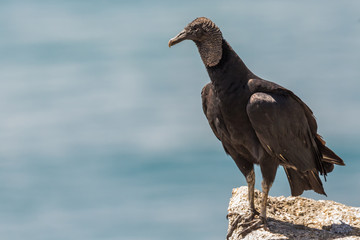 Rabengeier in Brasilien