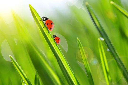 Fresh green grass with ladybugs closeup. Soft Focus. Nature Background