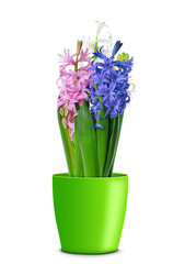 Colorful fresh hyacinth flowers in pot isolated on white background.