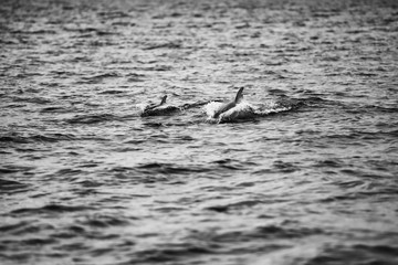 Mother dolphin and calf swimming in Moreton Bay. Black and White.