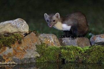 Stone marten 007