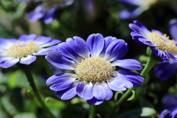 Fototapeta premium Blue Pericallis Senetti flowers