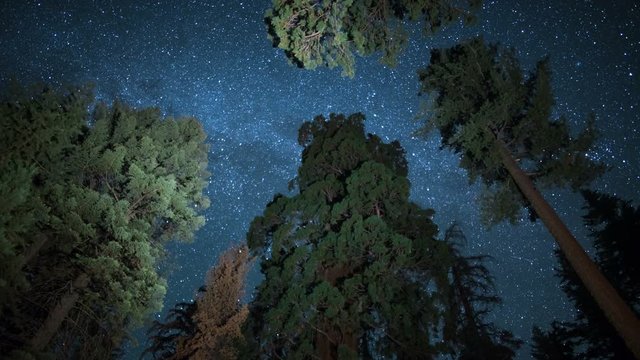 Sequoia Milky Way 07 Grant Grove Kings Canyon Tilt Down