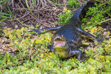Fototapeta premium Alligator (Brillenkaiman), port. Jacaré imPantanal